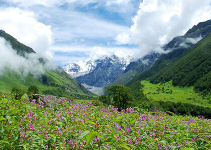 Valley of flowers