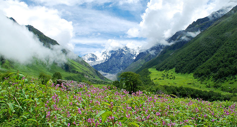 Valley of flowers