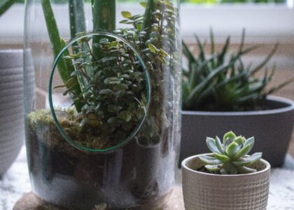 Terrarium in Singapore