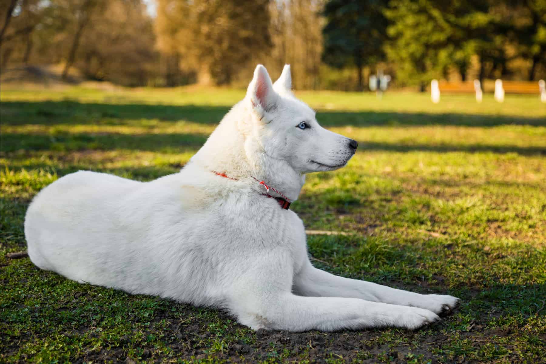 Where Does the All White Husky Dog Come From Demarketo