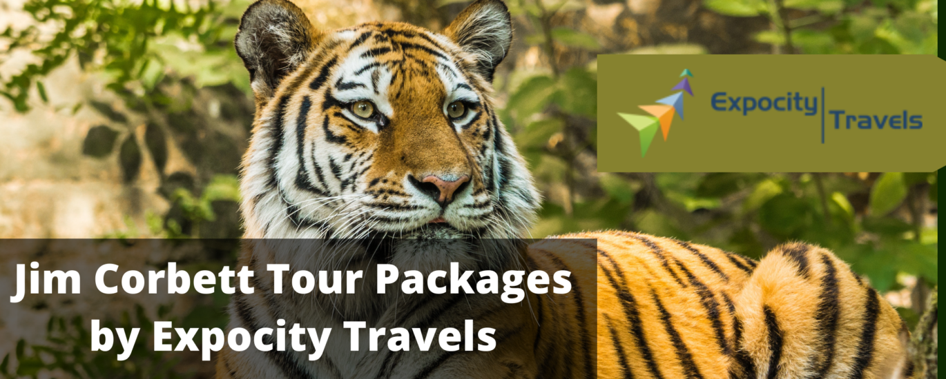 jimcorbett Tour Package