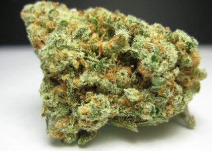 best mushroom strain for PTSD